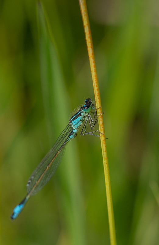 Agrion Elégant  (2).jpg