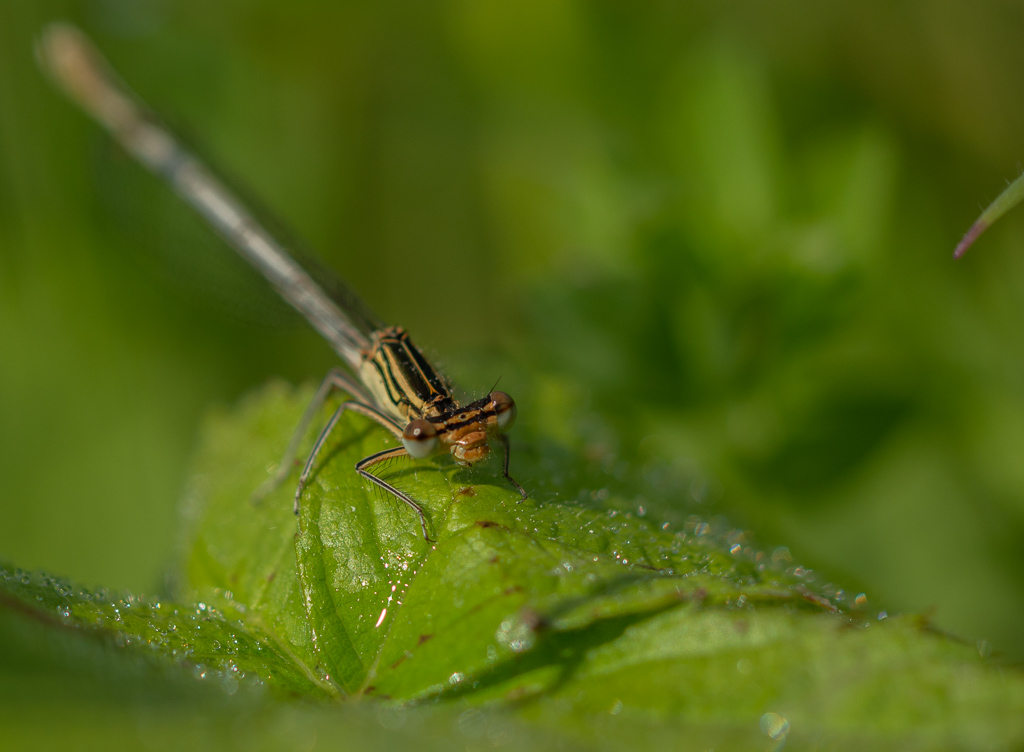 Agrion Elégant  (4).jpg
