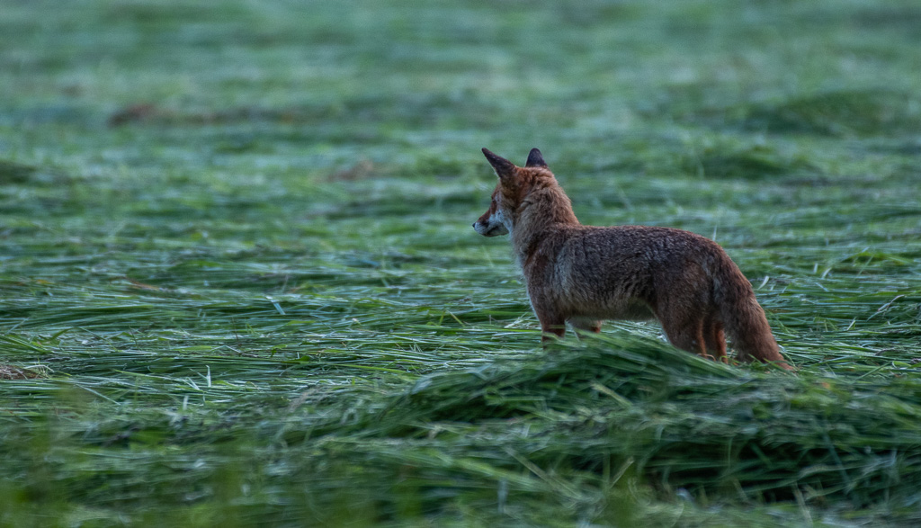 Renard -0-.jpg