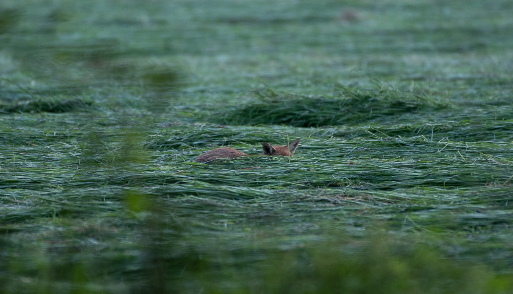 Renard -1-.jpg