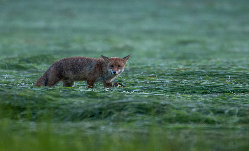Renard -2-.jpg