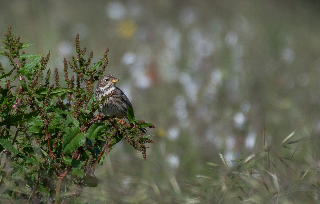 Bruant proyer -3-.jpg