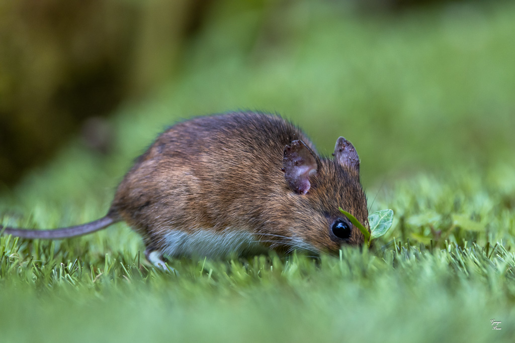 Mulot sylvestre (Apodemus sylvaticus)-142.jpg