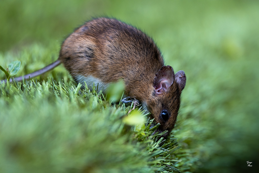 Mulot sylvestre (Apodemus sylvaticus)-144.jpg