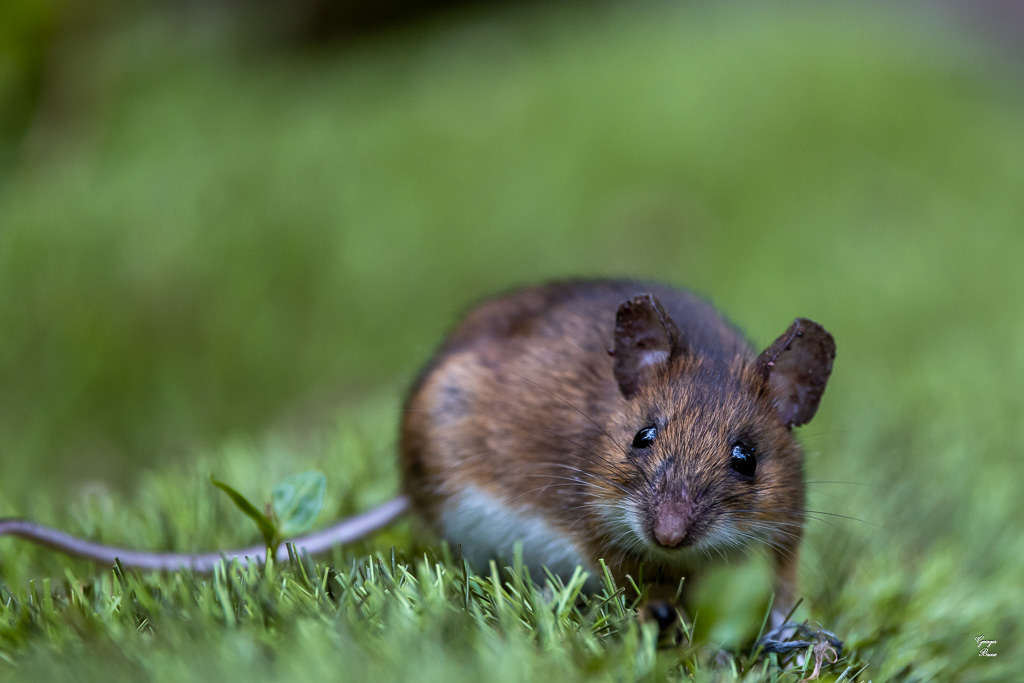 Mulot sylvestre (Apodemus sylvaticus)-147.jpg