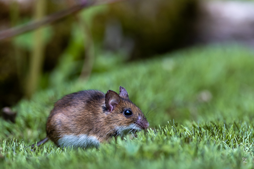 Mulot sylvestre (Apodemus sylvaticus)-148.jpg