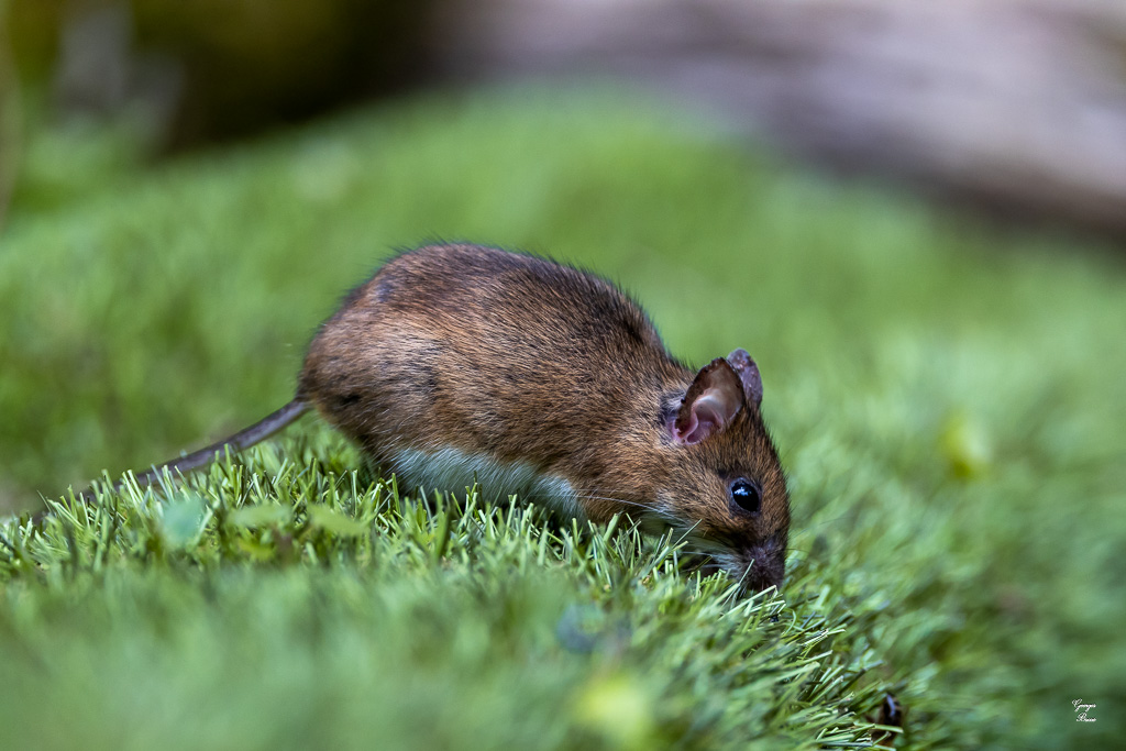 Mulot sylvestre (Apodemus sylvaticus)-151.jpg
