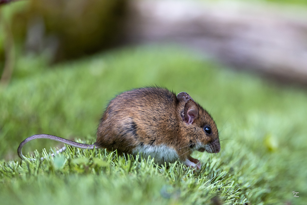 Mulot sylvestre (Apodemus sylvaticus)-155.jpg