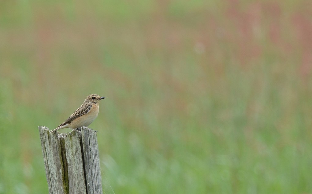 DSC_4390.JPG