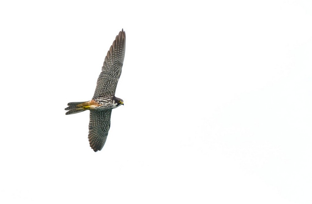 DSC_5621.JPG