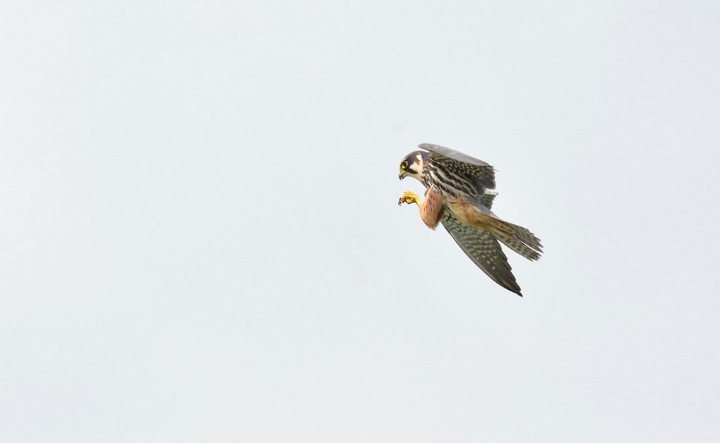 DSC_5697.JPG