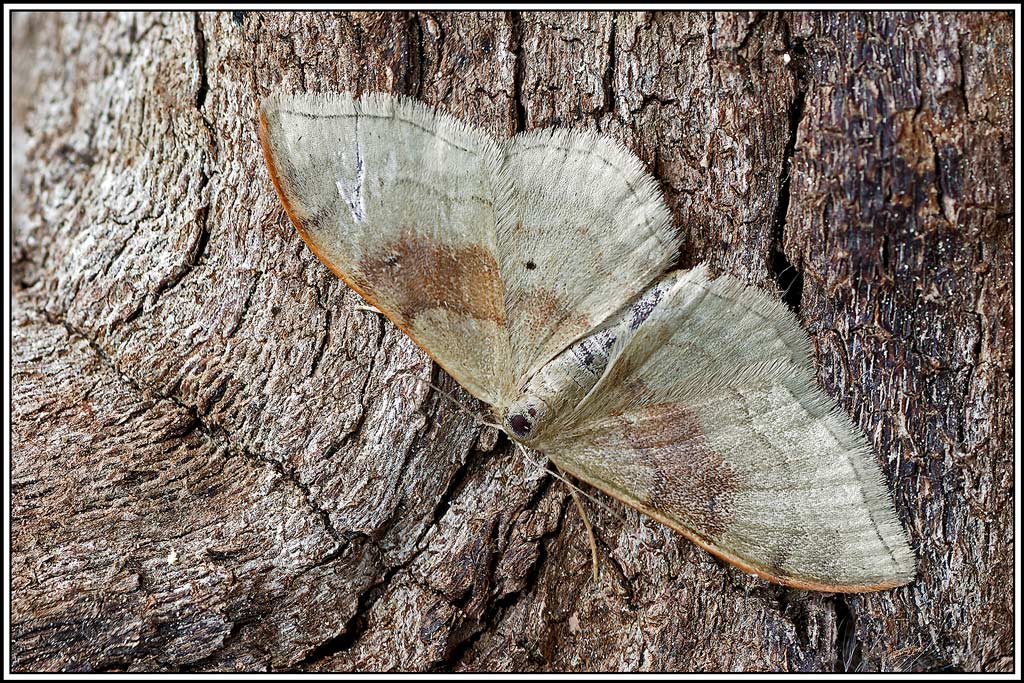 Acidalie_dégénérée(Idaea_degeneraria)(5_8).jpg