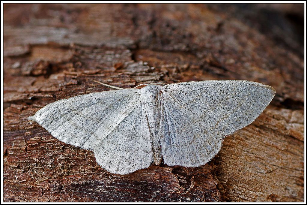Acidalie_laiteuse(Scopula_floslactata)(1_2).jpg