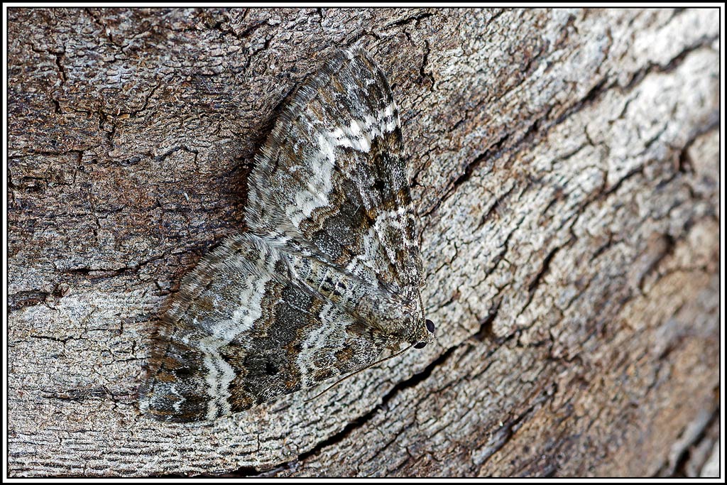 Alternée(Epirrhoe_alternata)(1).jpg