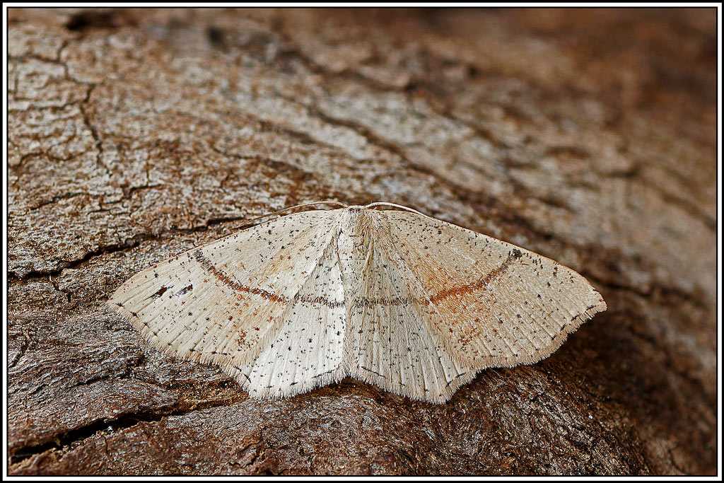 Ephyre_ponctuée(Cyclophora_punctaria)(1_4).jpg