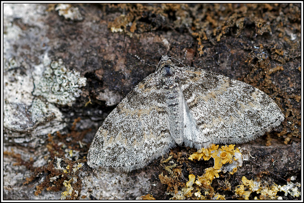 Haltère(Lobophora_halterata)(1).jpg