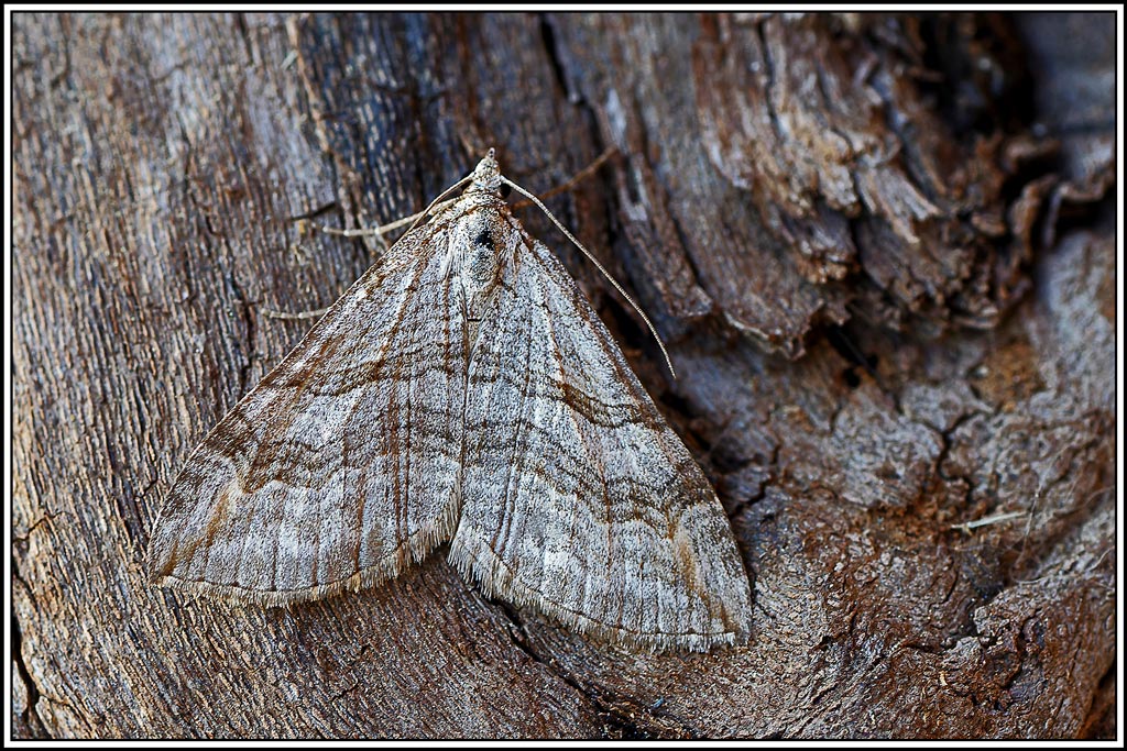 Petite_rayure(Aplocera_efformata)(1).jpg