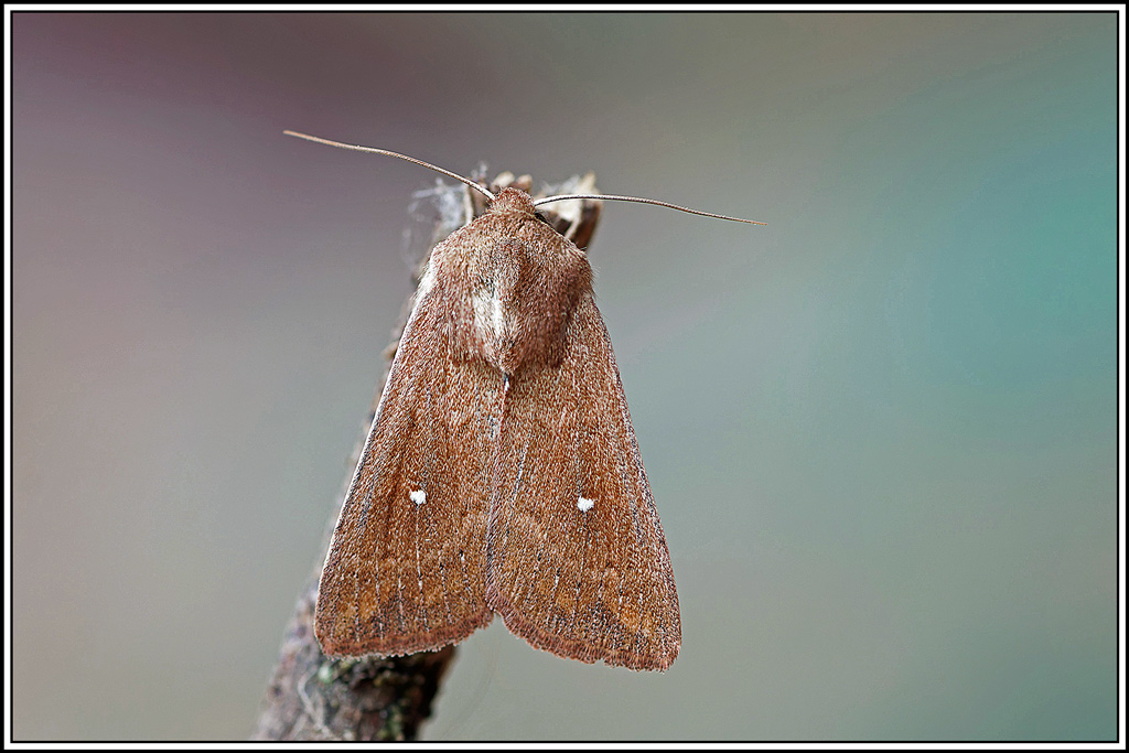 noctuelle_lythargée(Mythimna_ferrago)(10_11).jpg