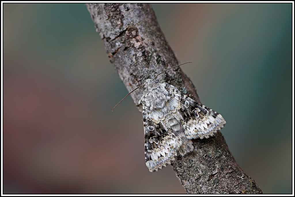 Noctuelle_sereine(Hecatera_bicolorata)(6).jpg
