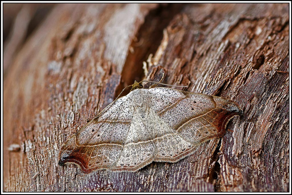 Crochet(Laspeyria_flexula)(6_11).jpg