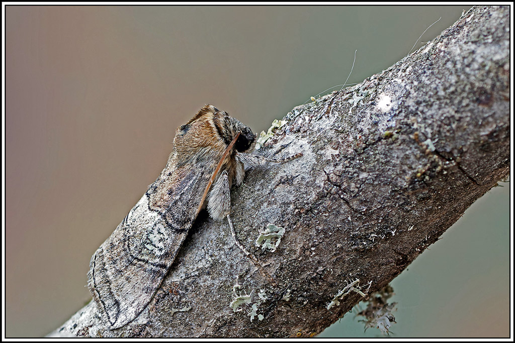Octogésime(Tethea_ocularis)(22_25).jpg