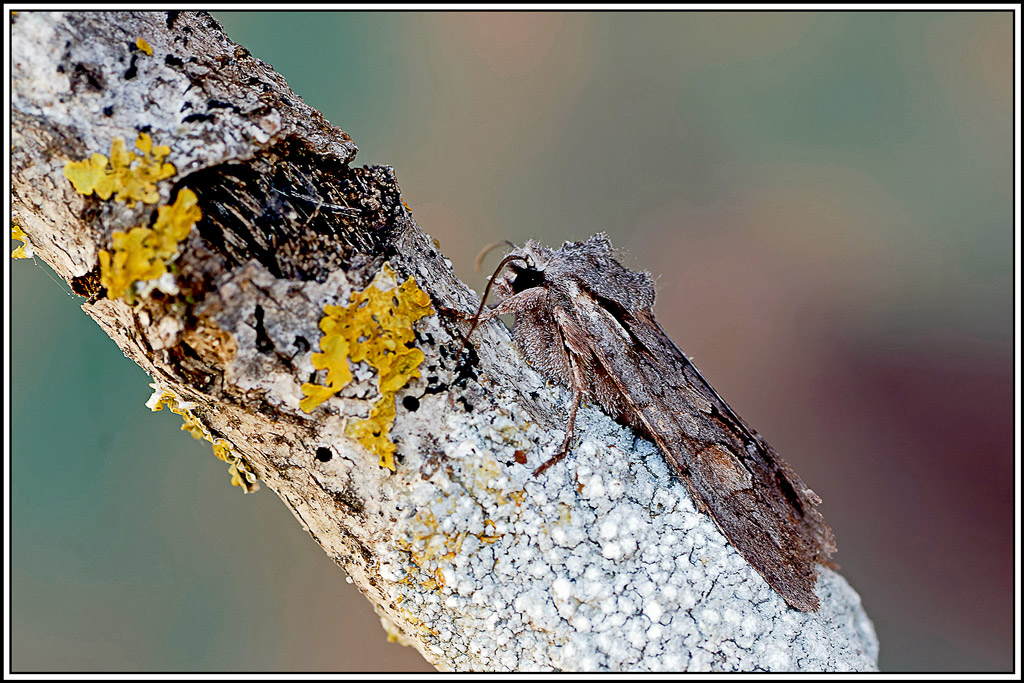 Xyline_du_bouleau(Lithophane_furcifera)(1.jpg