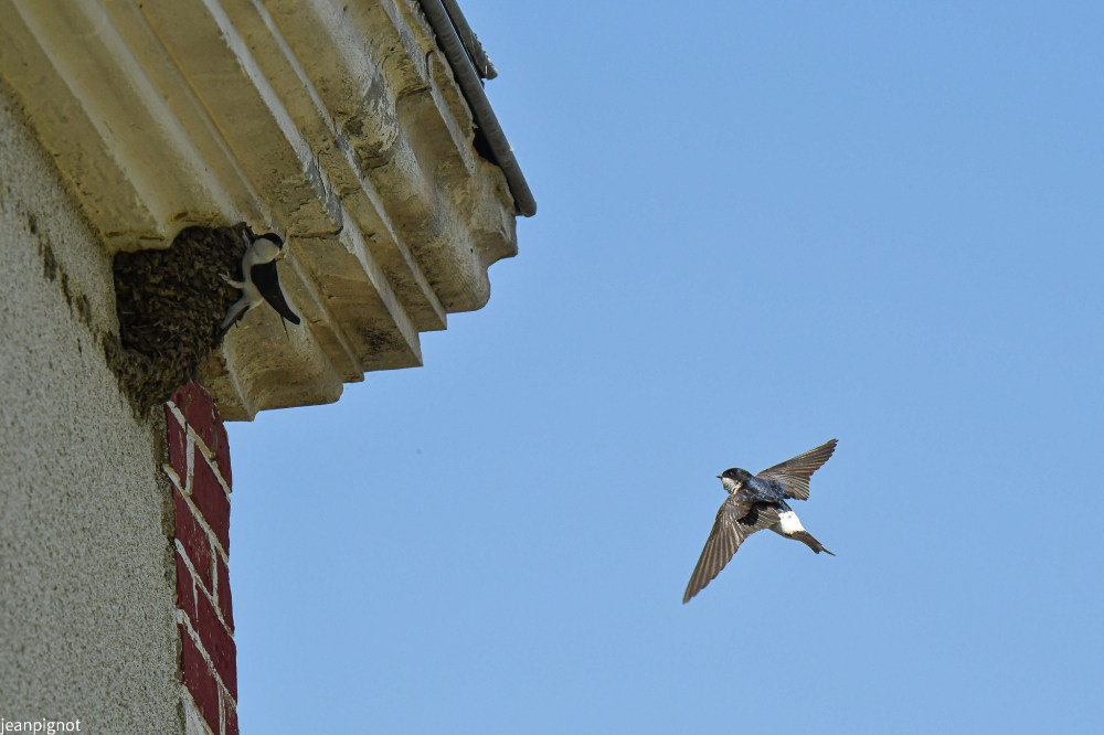 couple d hirondelles de fenetres.JPG
