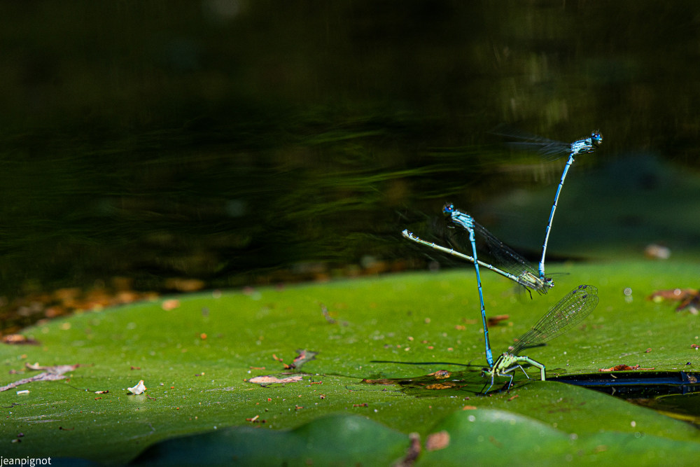 agrion jouvencelle.JPG