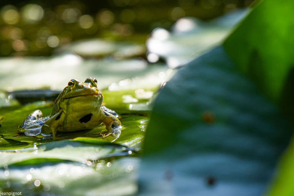 grenouille verte (3).JPG