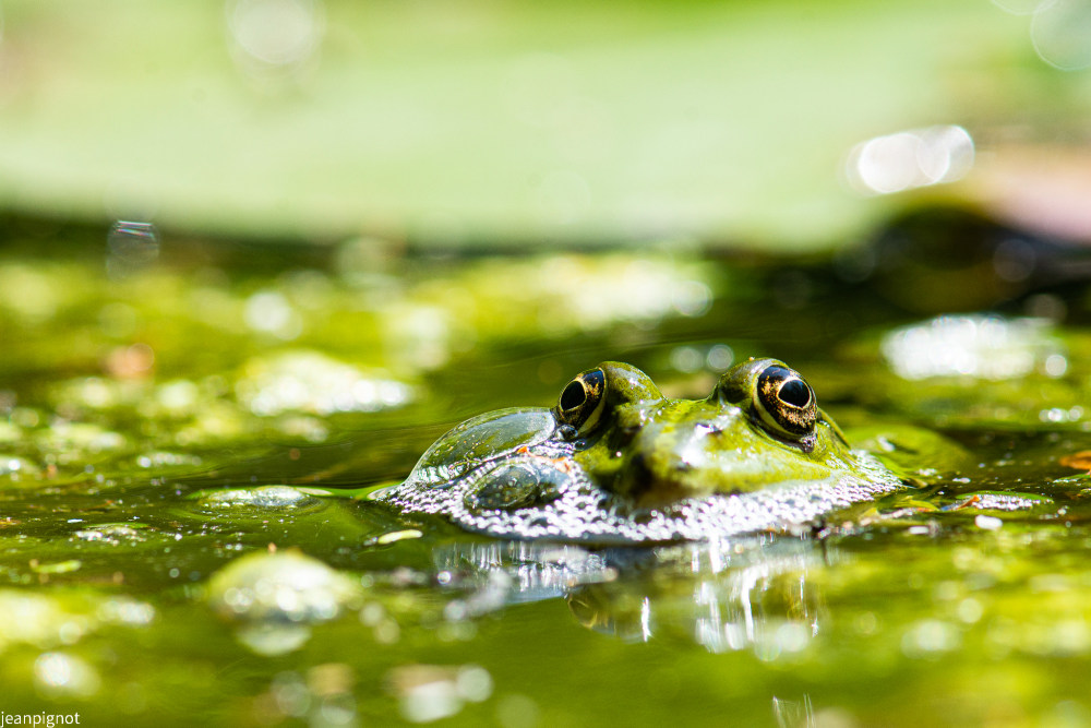 grenouille verte.JPG