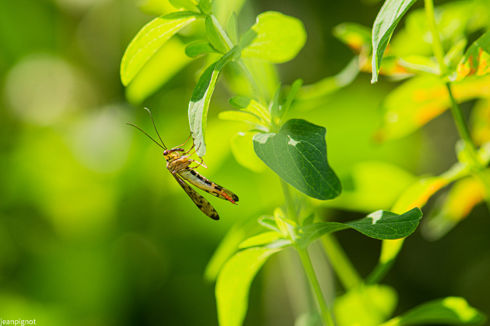 mouche scorpion (3).JPG