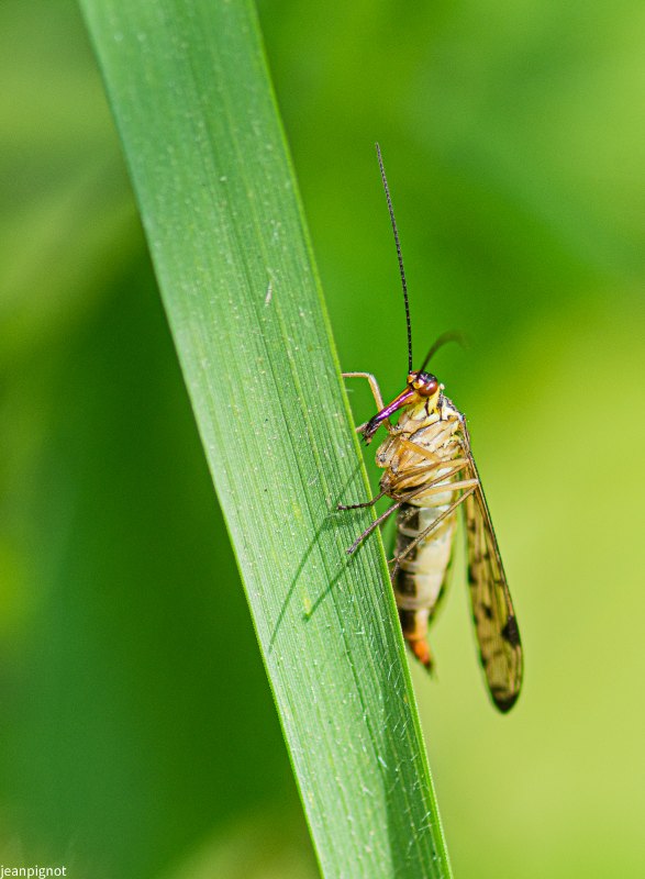 mouche scorpion (2).JPG