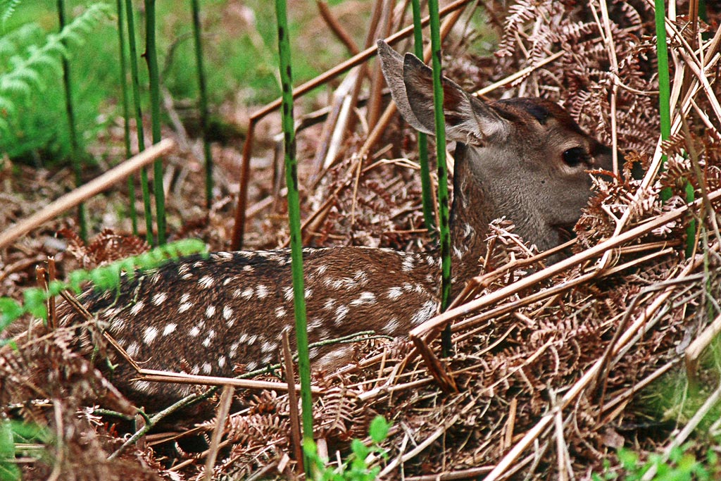 CERF(2036).jpg