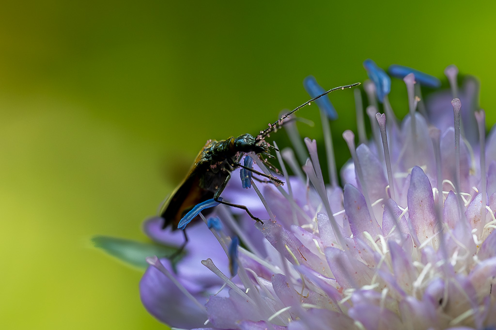 DSC_3287-Avec accentuation-Bruit.jpg