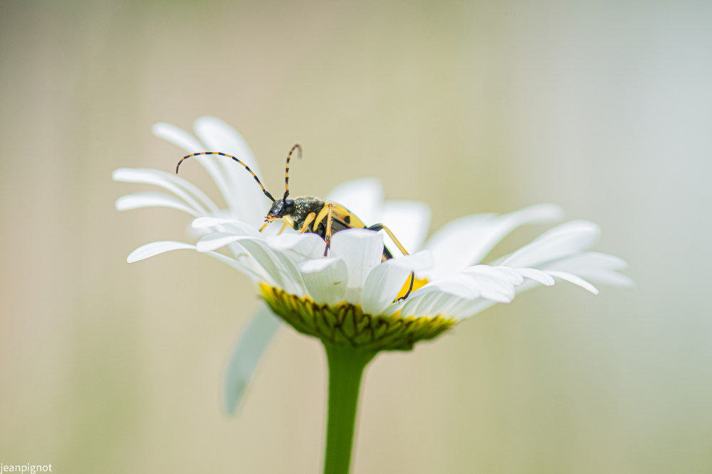 longicorne strangalia maculata.JPG