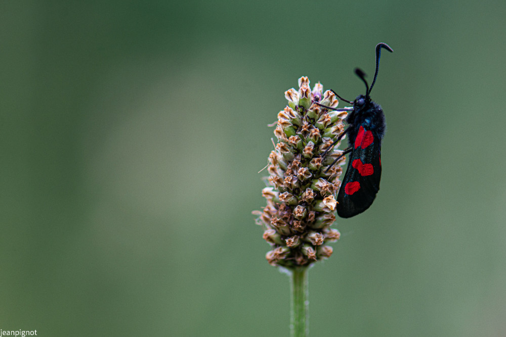 zygene zygaena trifolii.JPG