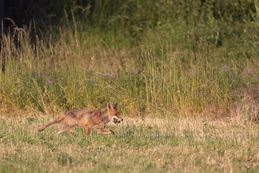 Renard Roux (Vulpes vulpes)-535.jpg