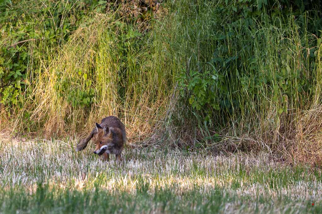 Renard Roux (Vulpes vulpes)-539.jpg
