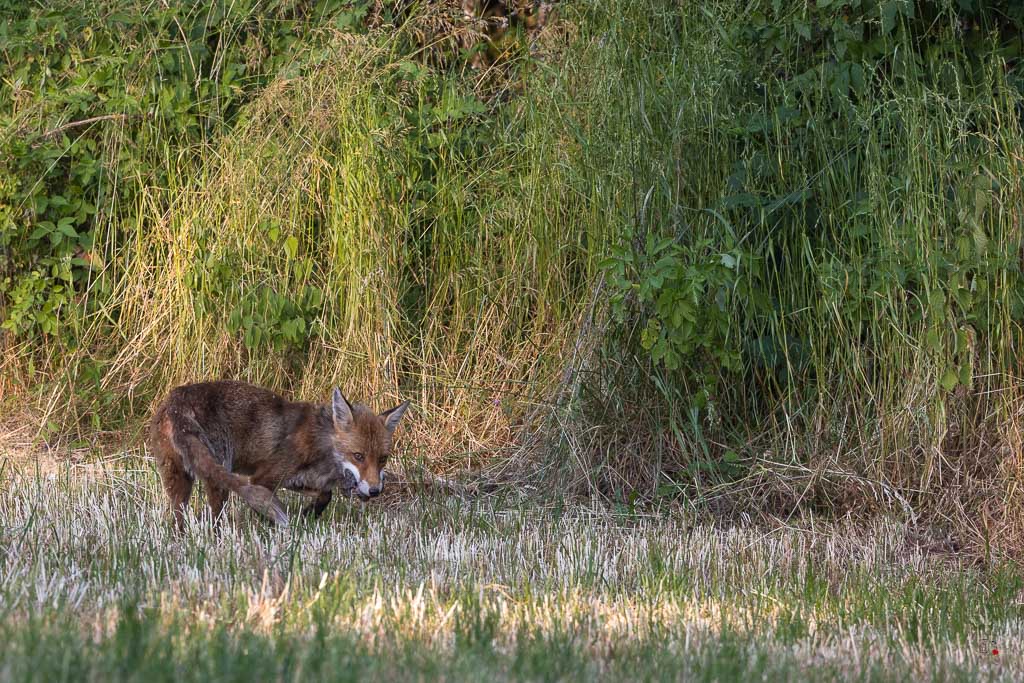 Renard Roux (Vulpes vulpes)-543.jpg