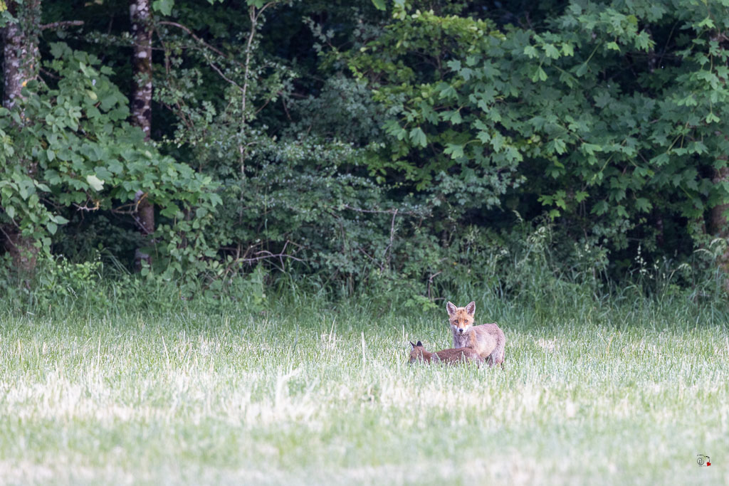 Renard Roux (Vulpes vulpes)-554.jpg