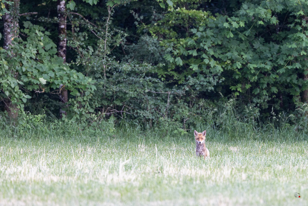 Renard Roux (Vulpes vulpes)-565.jpg