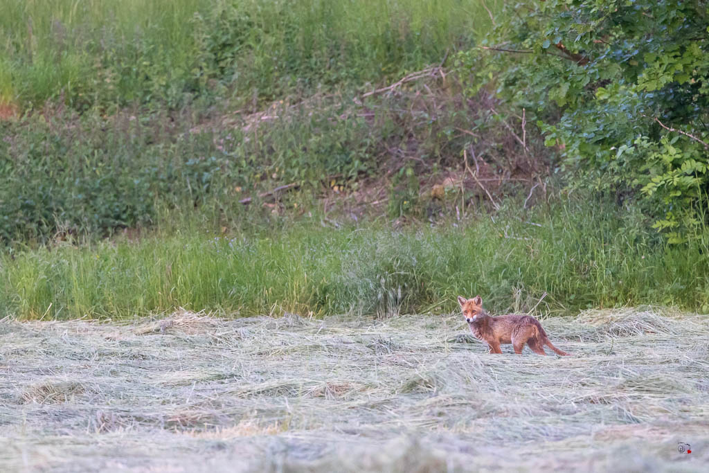 Renard Roux (Vulpes vulpes)-521.jpg