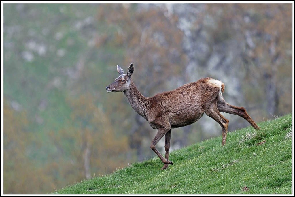 cerf(5452).jpg