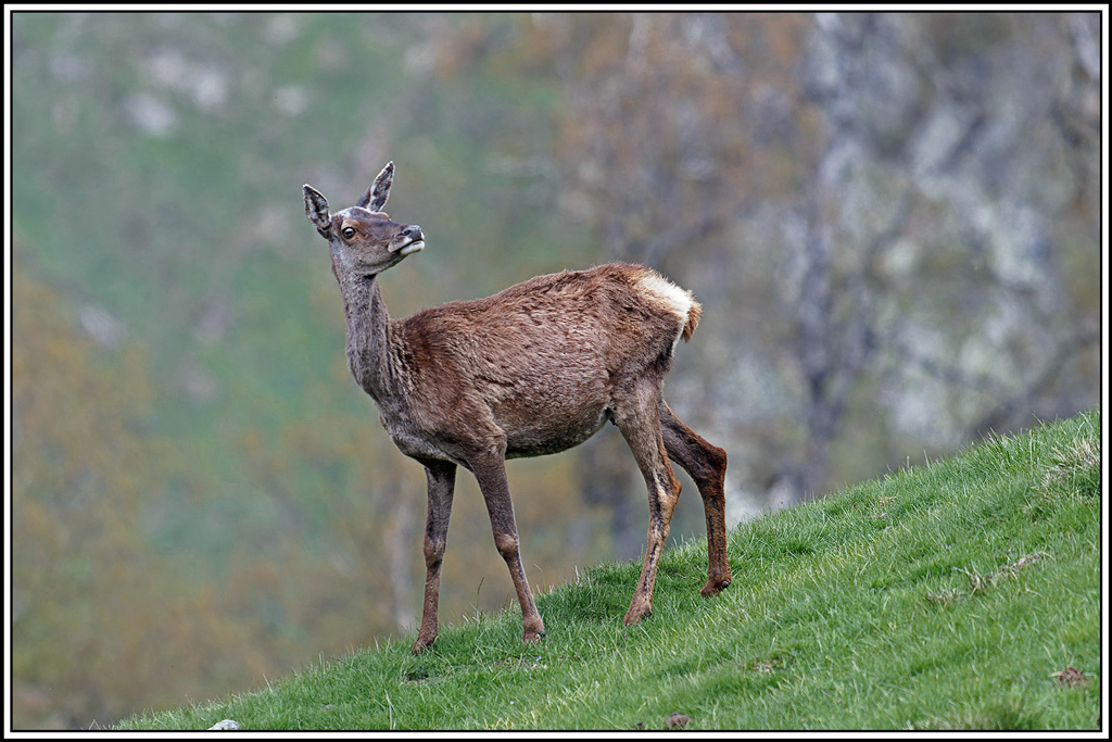 cerf(5453).jpg