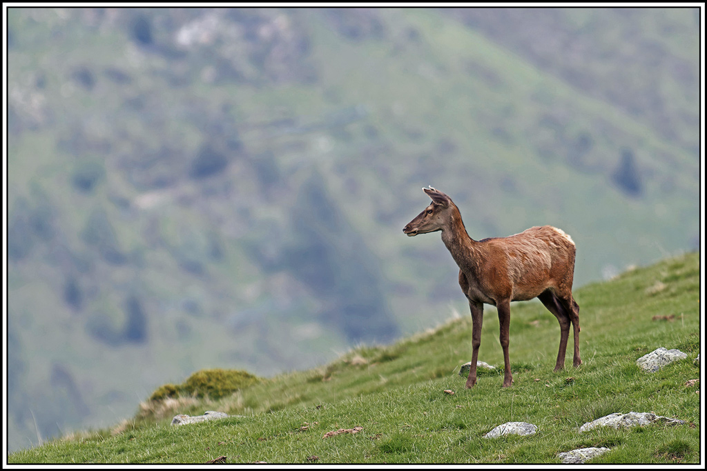 cerf(5482).jpg