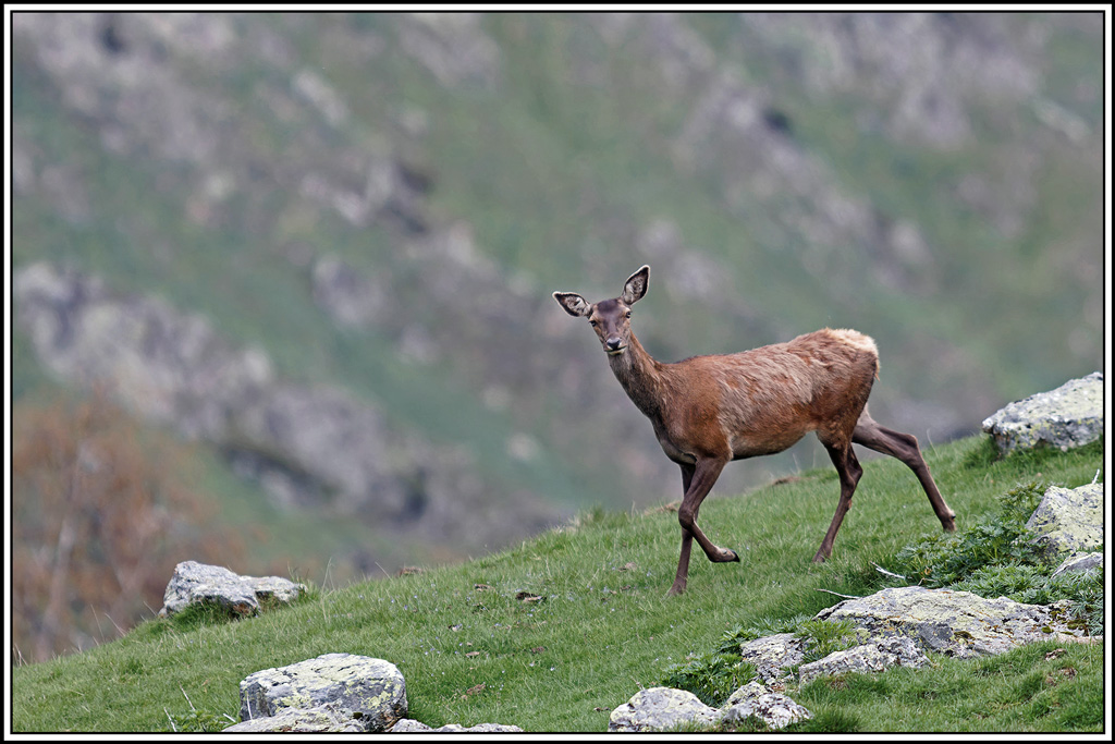cerf(5491).jpg