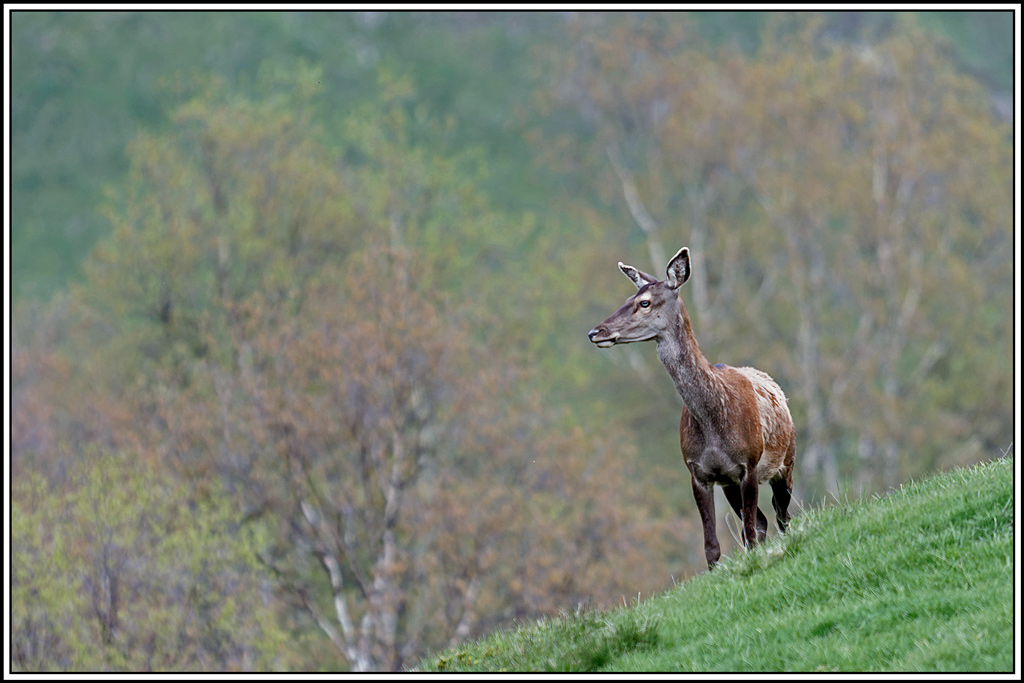 cerf(5496).jpg