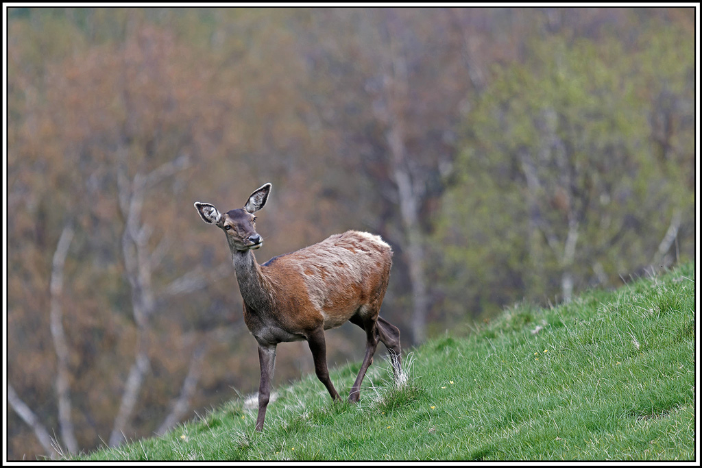cerf(5501).jpg