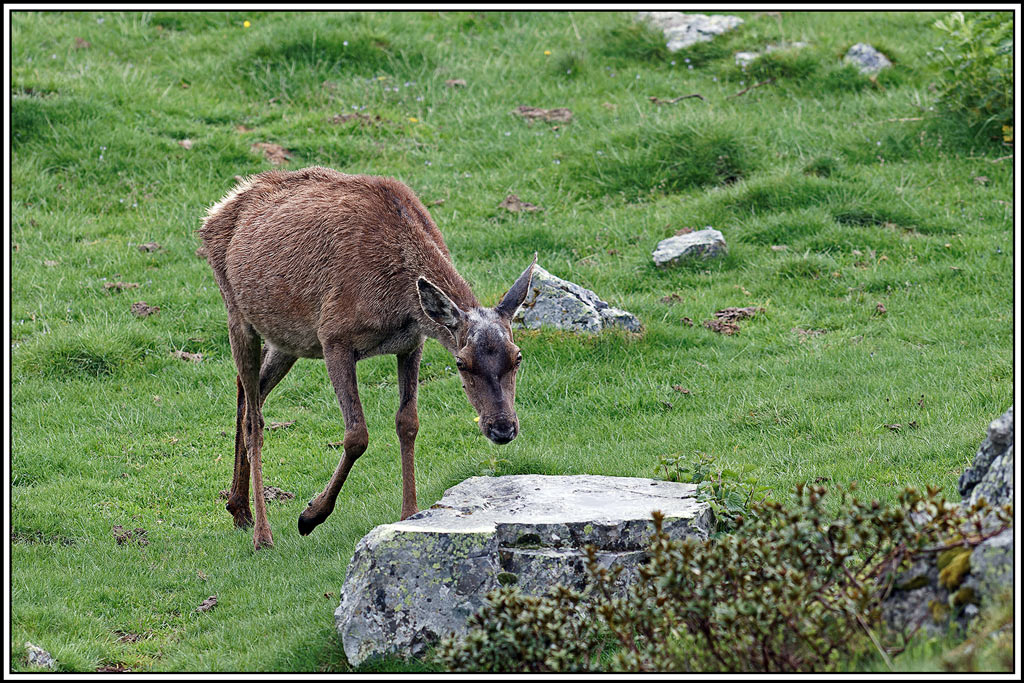 cerf(5565).jpg
