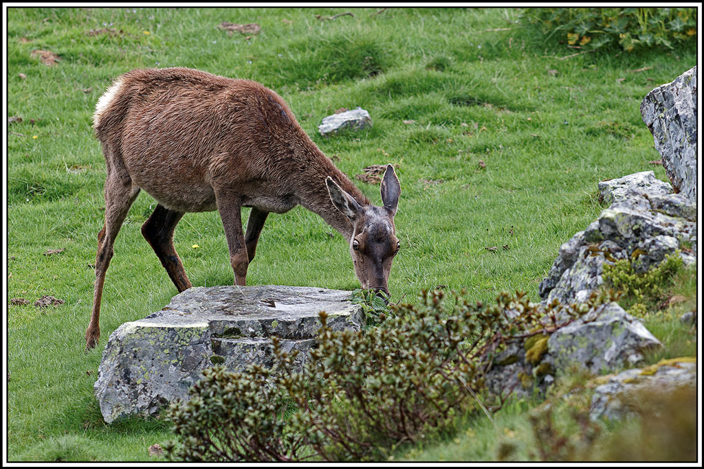 cerf(5568).jpg